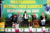 Best Dog of Zielona Góra branch<br>of the Polish Kennel Club<br>judge: Piotr Król